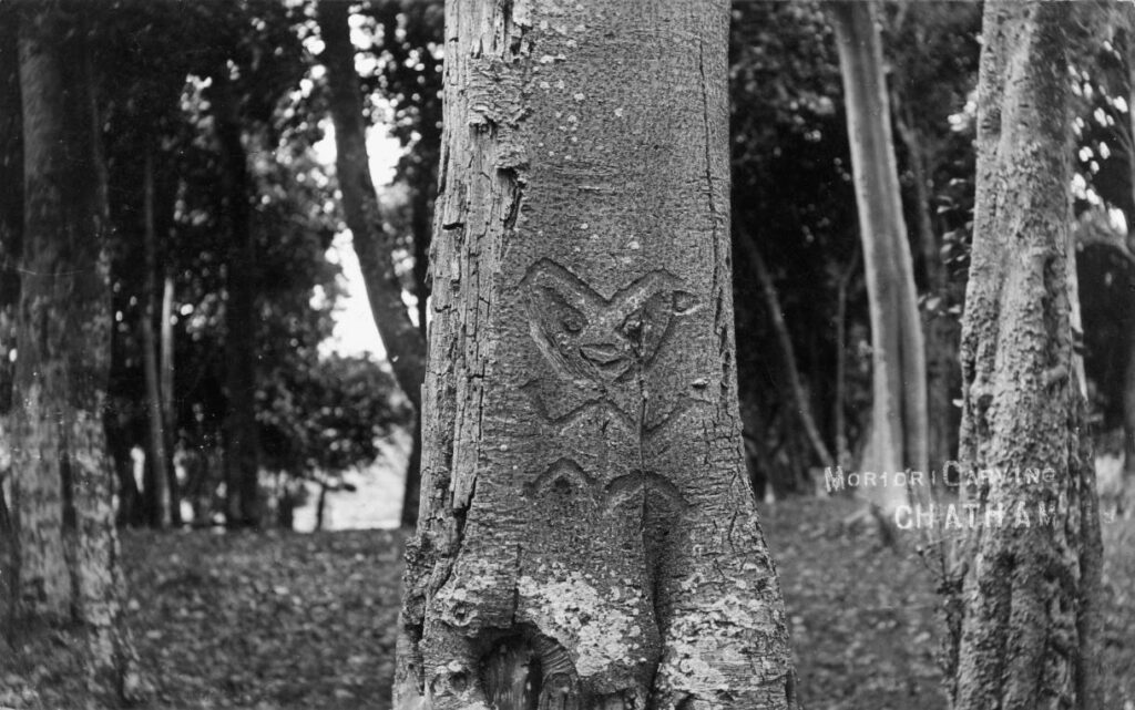 Fotografia storica di un tronco con un intaglio moriori a forma di figura umana
