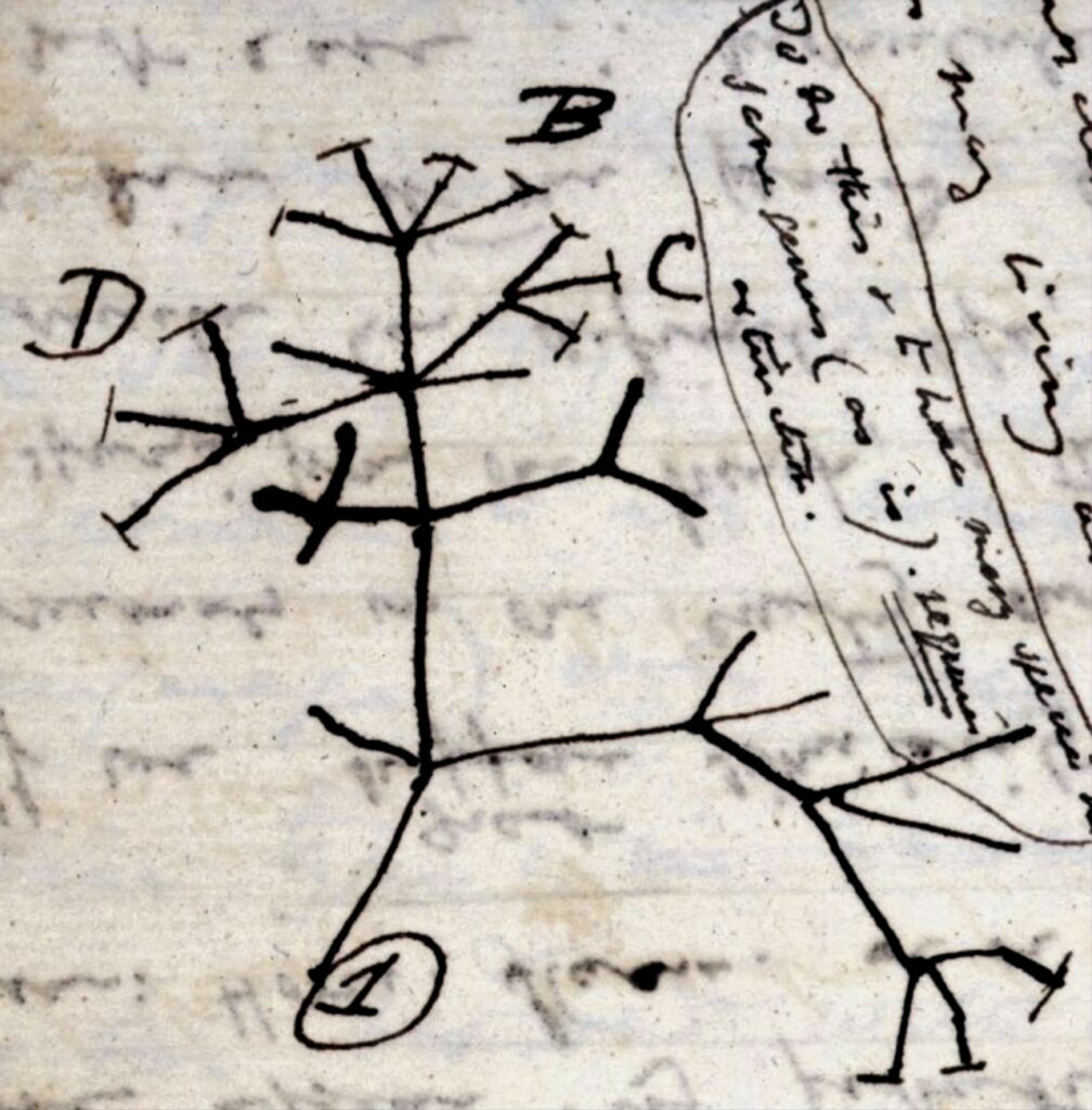 Schizzo a penna di Darwin con un albero ramificato e la scritta I think