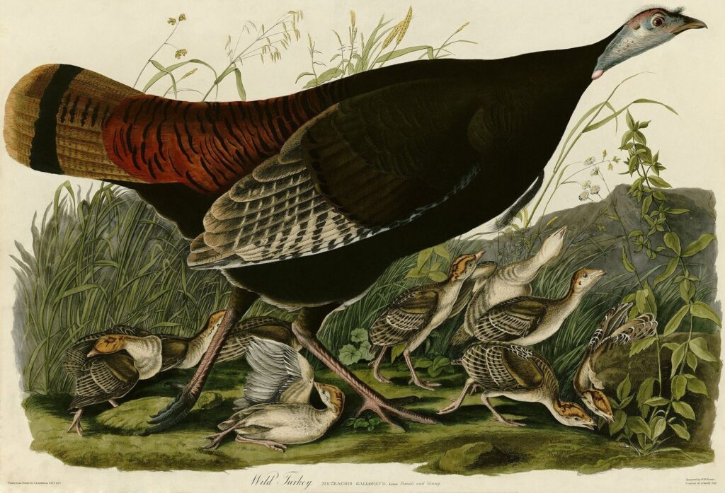 Tavola di Audubon con un tacchino selvatico