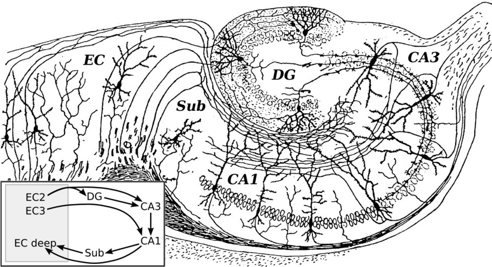 Disegno di Ramón y Cajal dei circuiti neuronali dell'ippocampo con le aree DG, CA3, CA1 etichettate
